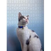 Kit 6 Quebra-Cabeças Cognitivos - Gatos 40 peças