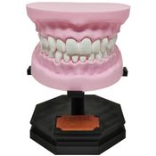 Arcada Dentária Com Suporte Modelo 3D Dente Gengiva Boca Anatomia