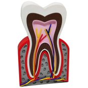 Dente Anatômico 3D Dental Modelo Dentário Anatomia Raiz