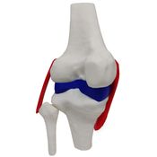 Joelho Anatômico  Ligamentos Modelo 23cm Articulação Estudo Esqueleto