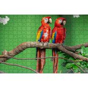 Quebra-Cabeças Araras de 60 peças  Educativo, Arte, Inclusão e Inteligência